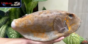 Cá bò hồm là loài cá độc đáo của đại dương