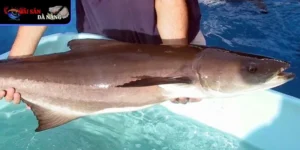 Là nguyên liệu lý tưởng cho vô vàn món ngon từ dân dã đến cao cấp