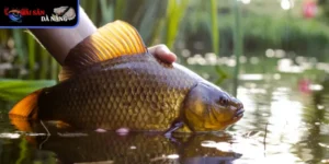 Cá chép giòn đặc điểm nổi bật