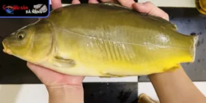 Vẻ đẹp mê hoặc của cá Chuỗi Ngọc