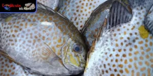 Sống chủ yếu ở các rạn san hô ven bờ, nơi có nhiều rong biển