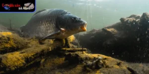 Cá Gáy được yêu thích với nhiều ưu điểm