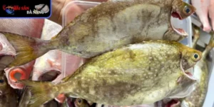 Luôn có một vị trí riêng trong lòng người dân biển và các tín đồ ẩm thực