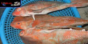 Điểm nổi bật khiến cá tắc kè được ưa chuộng