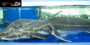 Môi trường sinh hoạt và sinh sản của cá tầm sống