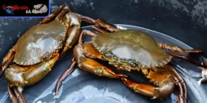 Đặc điểm nổi bật làm nên danh tiếng cua Bắc Mỹ