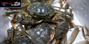 Tại sao cua lông Thượng Hải được yêu thích?