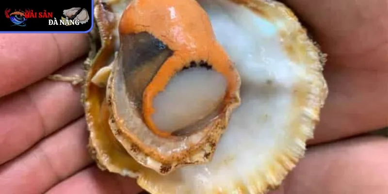 Giá trị công nghệ của hải sản hào