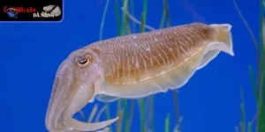 Đặc điểm nhận biết và môi trường sống của mực lá