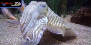 Hãy để mực phát huy hết tinh túy khi kết hợp cùng các nguyên liệu khác