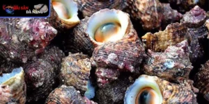 Ốc mặt trăng vẻ đẹp và hương vị khó cưỡng