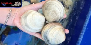 Sò bát tinh túy của biển khơi đậm đà vị quê