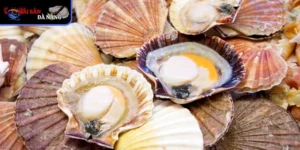 Nguồn gốc và đặc điểm của sò điệp Nhật