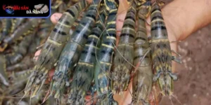 Tôm sú - Đặc điểm và môi trường sống